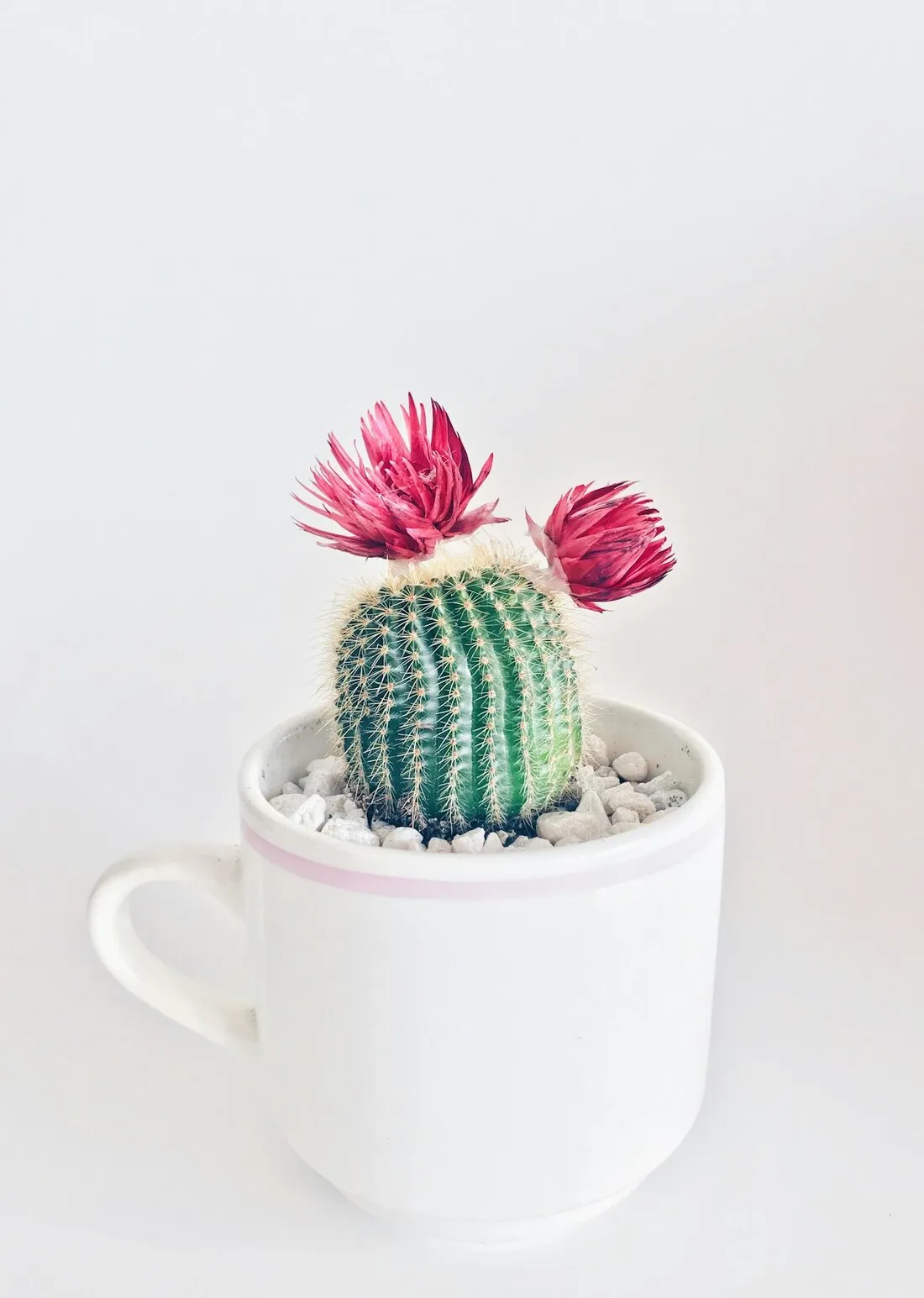 Plantas para dentro de casa